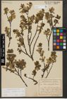 Foto von Salix waldsteiniana Willd.